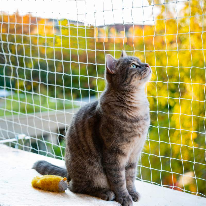 Filet En Nylon Transparent 4 X 3 M Pour Chat