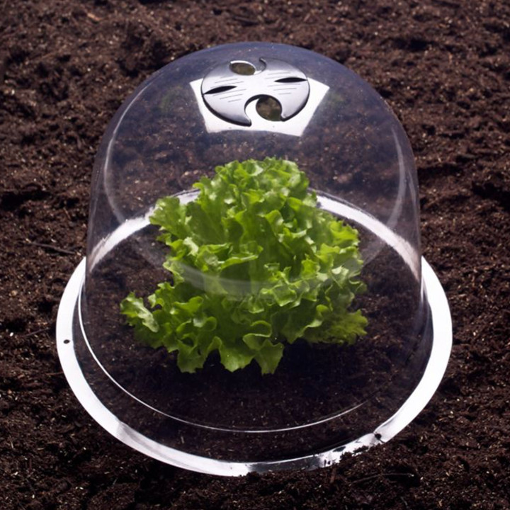 Cloche à salades x12 serre de protection pour plants