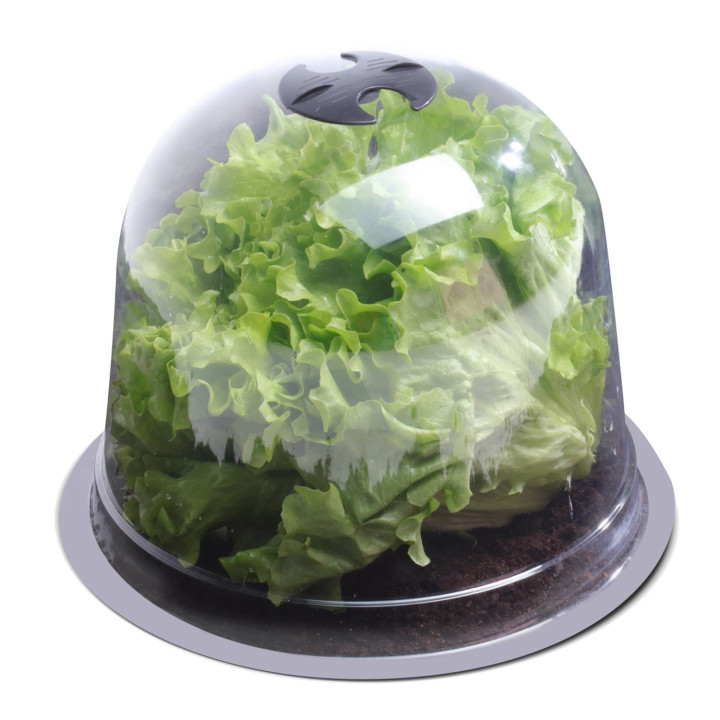 Cloche à salades x12 serre de protection pour plants