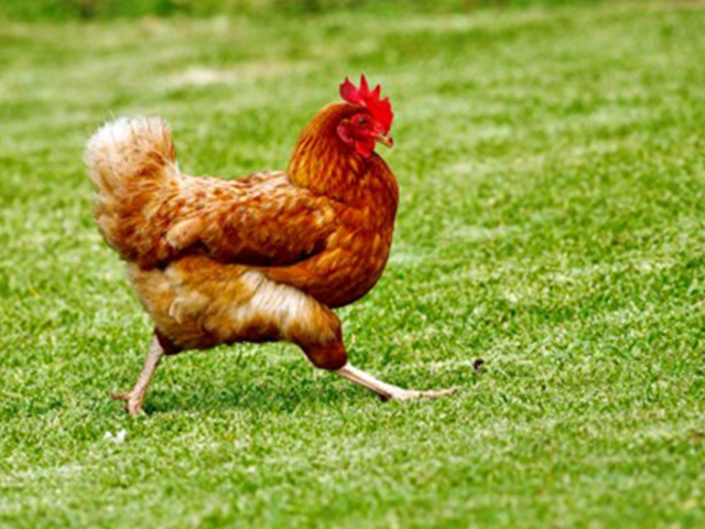 Une poule rousse dans un enclos