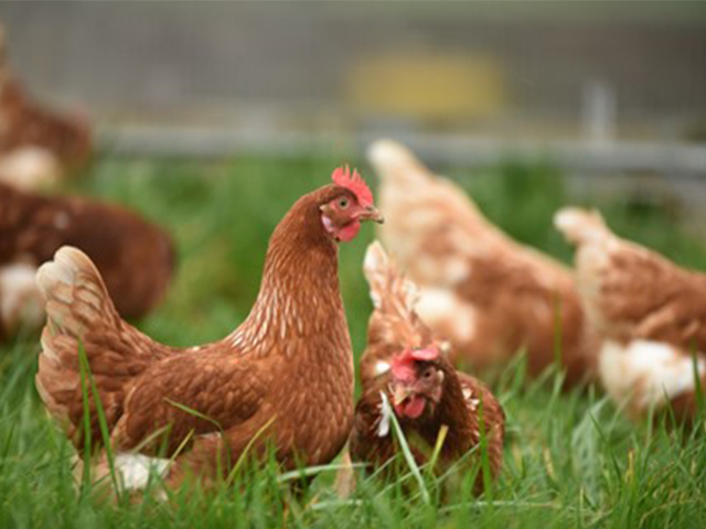 Des poules dans un enclos extérieur